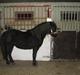 Dartmoor Babe´s Jamilla