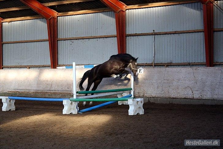 Holstener Prior's Hubert *ENGEL* <3 R.I.P 04-10-2012 - Nr. 13 - du er bare så cool (': <3 billede 11