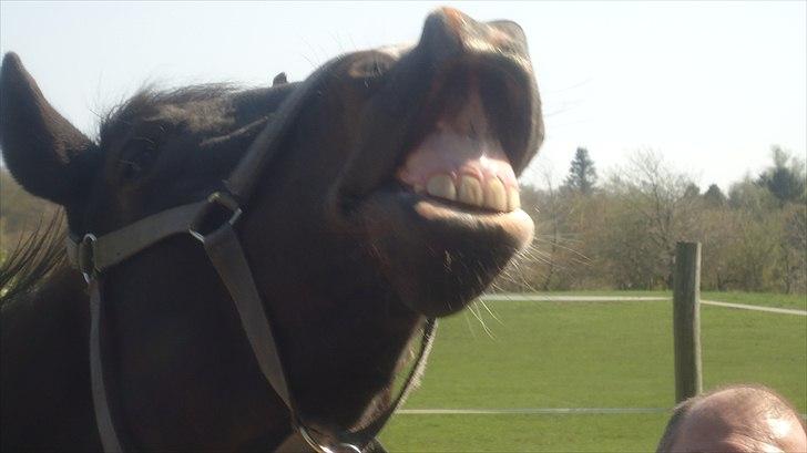 Holstener Prior's Hubert *ENGEL* <3 R.I.P 04-10-2012 - Nr. 7 - smiiiiiiiil ! <3 til verden, & verden smiler til dig <3 billede 5