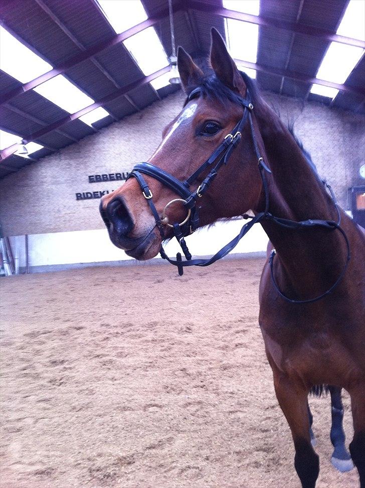 Dansk Varmblod Haxholms Celina - Så var vi lige ud i ridehallen og løbe lidt rundt, det kan hun nemmerlig godt lide! billede 1