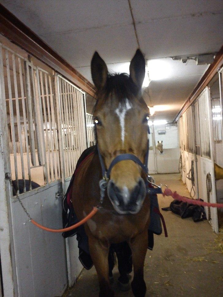 Dansk Varmblod Haxholms Celina - Februar 2011 efter en hård ridetur :-)  billede 3