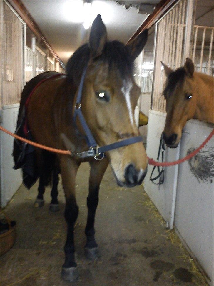 Dansk Varmblod Haxholms Celina - Februar 2011 efter en hård ridetur :-)  billede 4