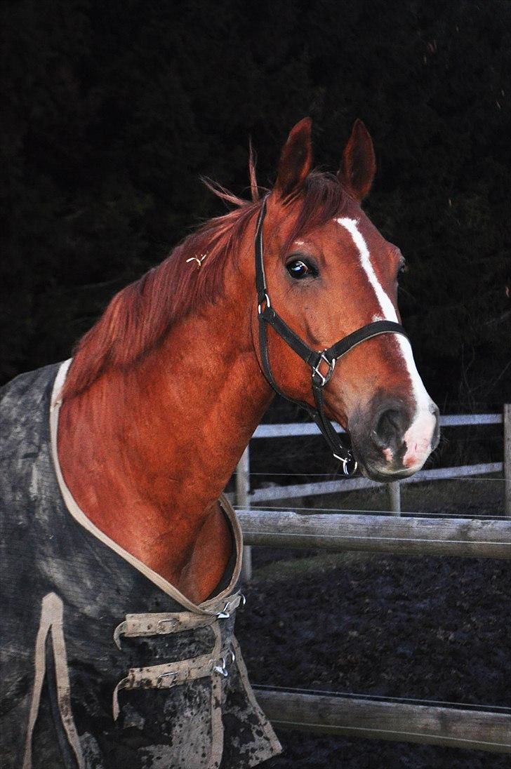 Frederiksborg Mercur - Solgt - Mercur lidt løs på folden ;) billede 1