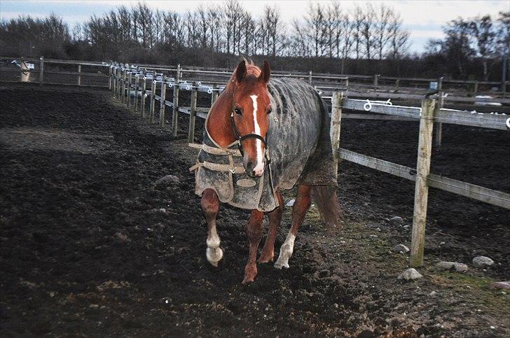 Frederiksborg Mercur - Solgt - Mercur vil meget gerne ind igen haha billede 2
