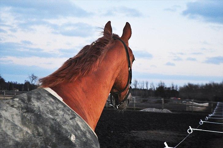 Frederiksborg Mercur - Solgt - Meget interessant billede 4