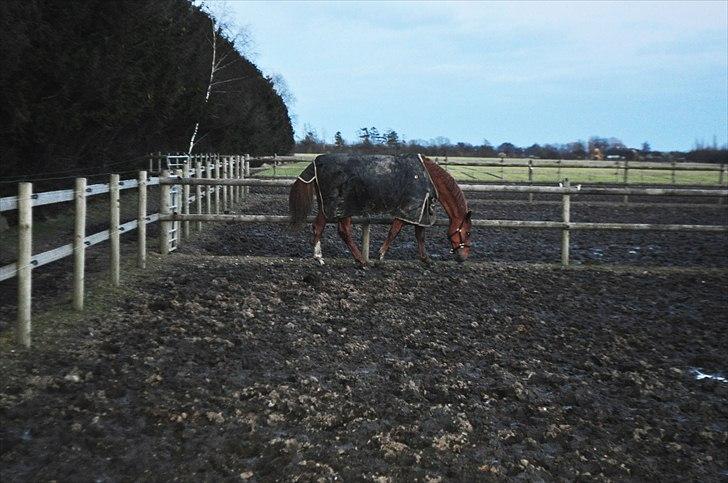 Frederiksborg Mercur - Solgt - Super skønt bilelde af ham synes jeg billede 5