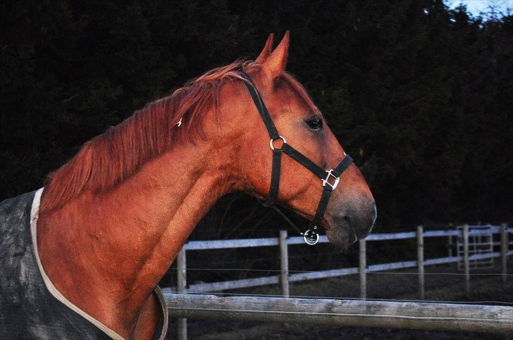 Frederiksborg Mercur - Solgt - Det hele er så spændende billede 6