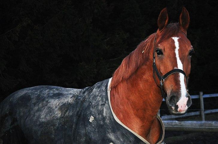 Frederiksborg Mercur - Solgt - Mercur pose!! (: billede 7
