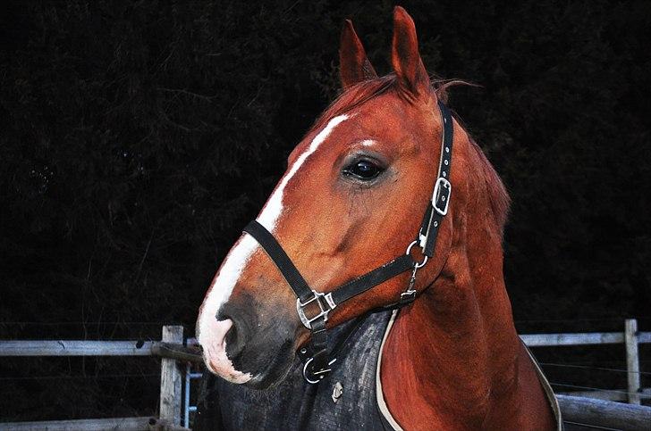 Frederiksborg Mercur - Solgt - Den råde araber hoppe derovre er lækker! billede 8