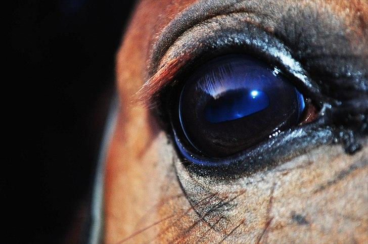 Frederiksborg Mercur - Solgt - The Eye... billede 9