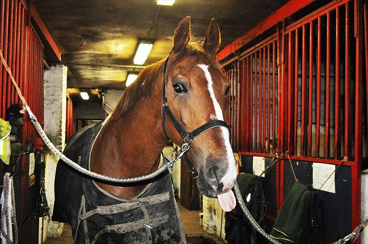 Frederiksborg Mercur - Solgt - Nu synes jeg ikke du skal tage flere billeder! :P billede 12