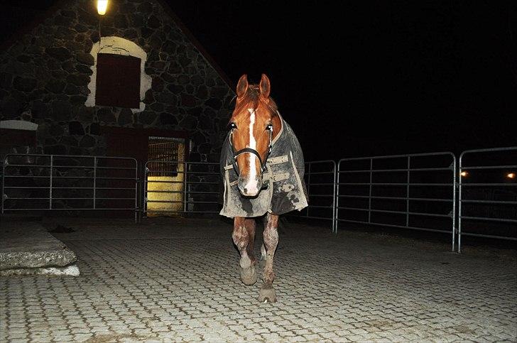 Frederiksborg Mercur - Solgt - Jeg kommer nu ... !! ;D billede 13