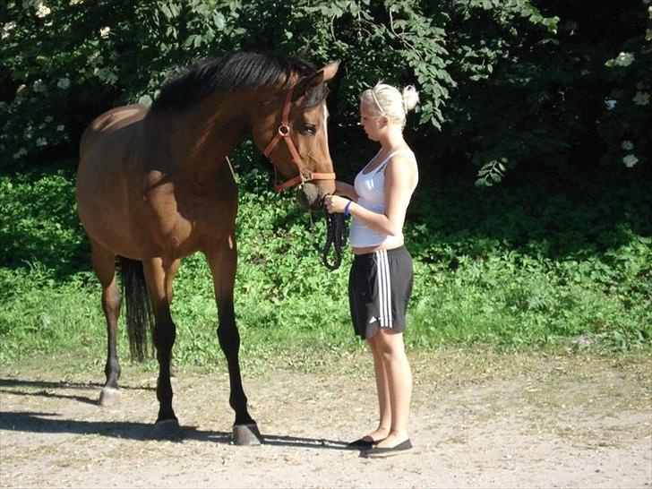 Dansk Varmblod Haxholms Celina - I sommerferien 2010. Tykke Celina! :-) billede 5