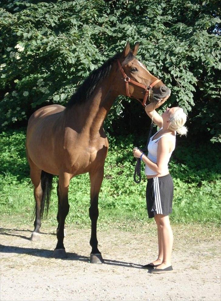 Dansk Varmblod Haxholms Celina - I sommerferien 2010. Tykke Celina! :-) billede 7