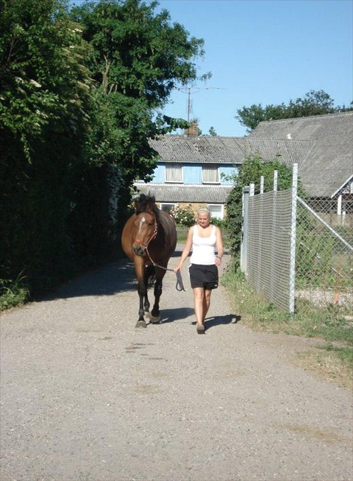 Dansk Varmblod Haxholms Celina - I sommerferien 2010. Tykke Celina! :-) billede 8