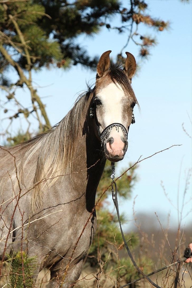 Arabisk fuldblod (OX) Wilejka - photo af simii billede 6