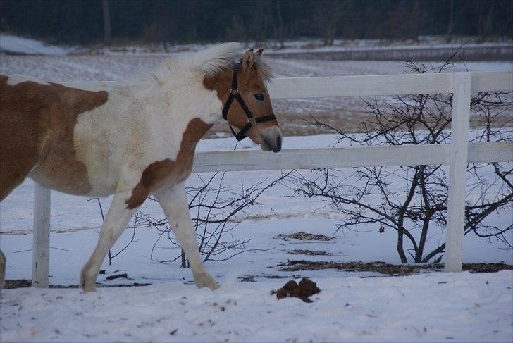 Anden særlig race Korshøjs Everlyn  billede 1