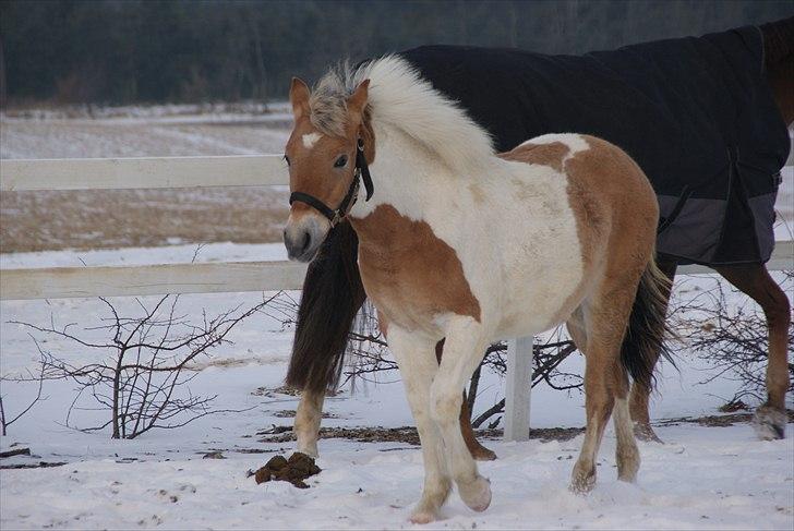 Anden særlig race Korshøjs Everlyn  billede 2