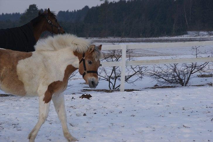 Anden særlig race Korshøjs Everlyn  billede 3
