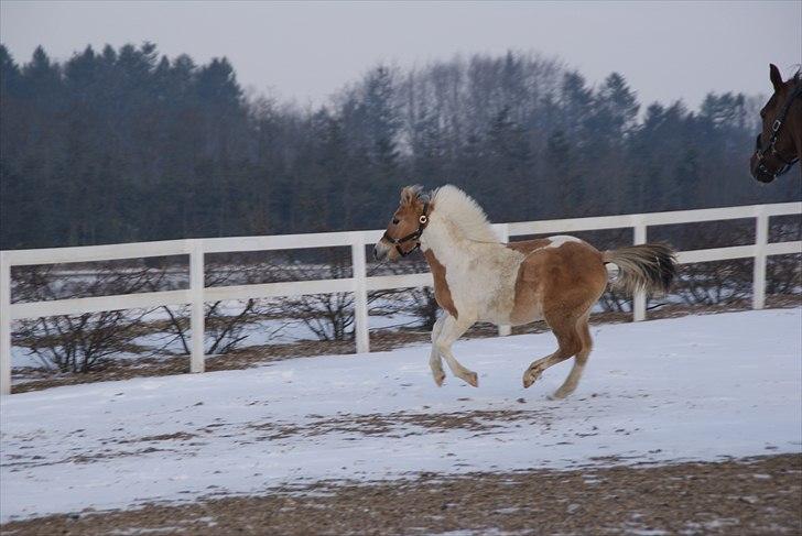 Anden særlig race Korshøjs Everlyn  billede 4