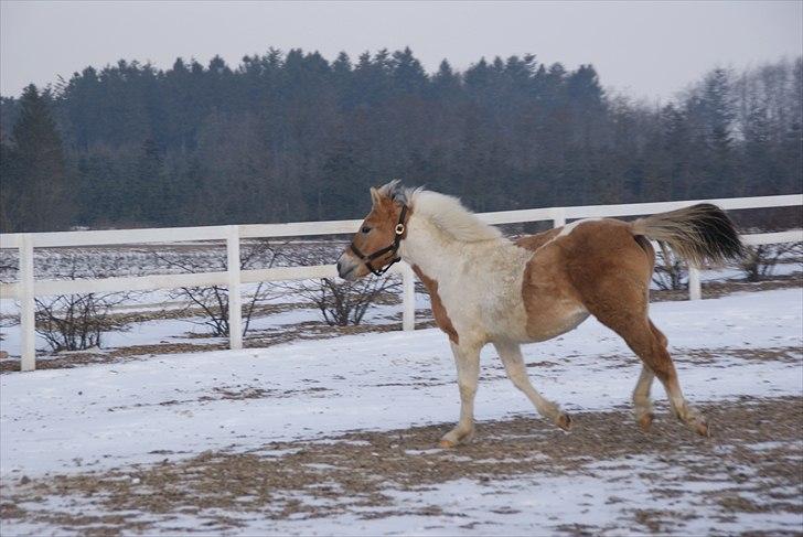 Anden særlig race Korshøjs Everlyn  billede 5
