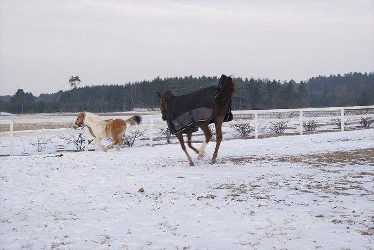 Anden særlig race Korshøjs Everlyn  billede 6