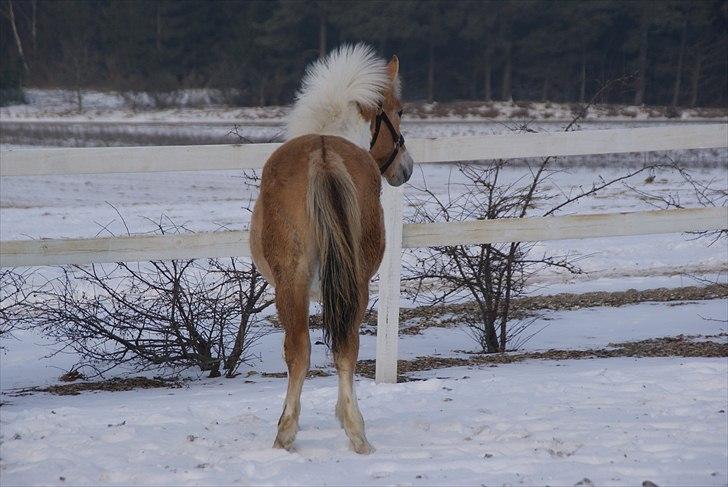 Anden særlig race Korshøjs Everlyn  billede 7