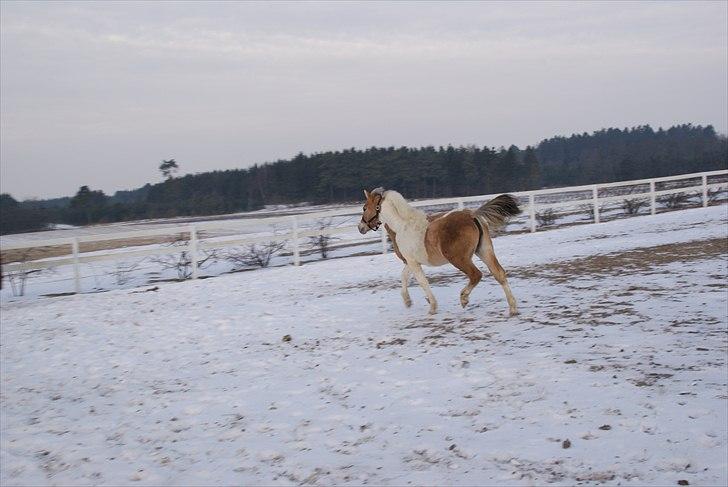 Anden særlig race Korshøjs Everlyn  billede 9