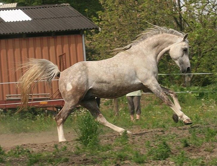 Arabisk fuldblod (OX) Wasoon  - Min flotte flotte dreng billede 1