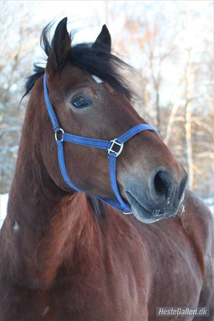 Belgier stenholmgårds Jeppe  charmetrolden <3 - det er venligt lånt af hende som har halvpart men jeg passer ham (-: billede 1
