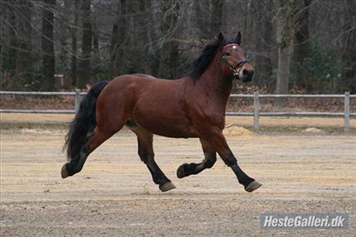 Belgier stenholmgårds Jeppe  charmetrolden <3 - jeppe´drengen <3 venligt lånt af halvparten  hallo nogen der vil lege? nå ikke alligevel så traver vi bare :) billede 2