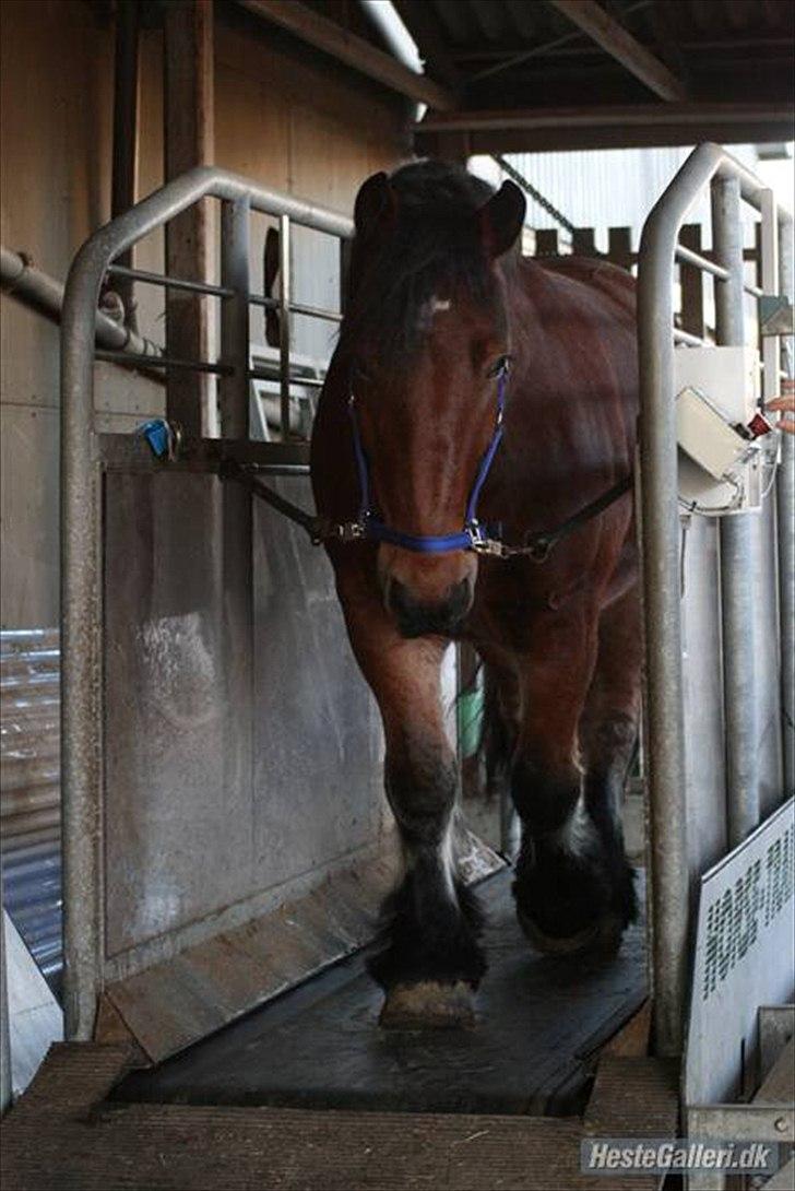 Belgier stenholmgårds Jeppe  charmetrolden <3 - du er sgu dejlig hest <3, venligt lånt af Rikke (-;  billede 3