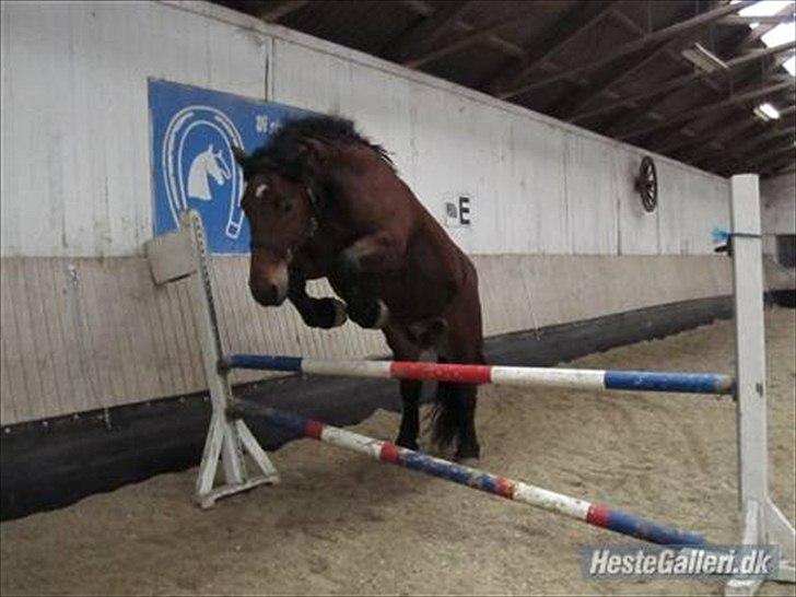 Belgier stenholmgårds Jeppe  charmetrolden <3 - skal vi springe? (-; venligt lånt af rikke  billede 4