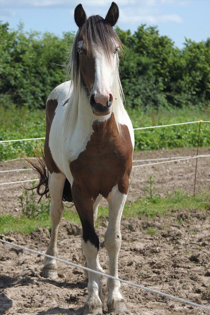 Irish Cob Crossbreed Palle billede 12