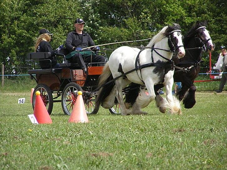 Irish Cob Beer's Paddy billede 14