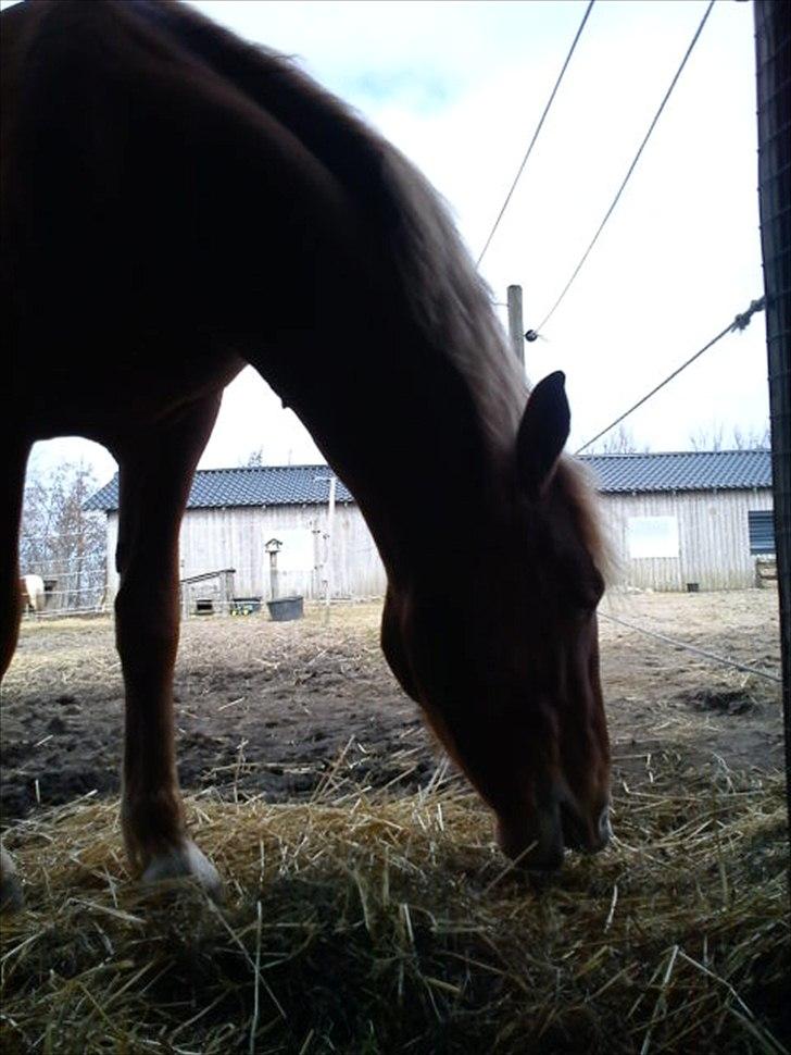 Frederiksborg Bakkegårds Picasso billede 13