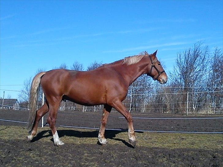 Frederiksborg Bakkegårds Picasso - Picasso - lige kommet hjem. den 6/3 2011 billede 14