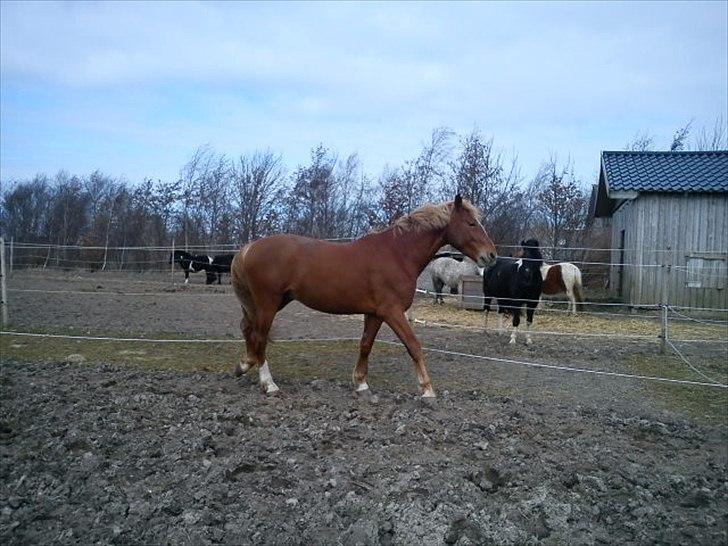 Frederiksborg Bakkegårds Picasso - Den 22/3 2011 billede 15