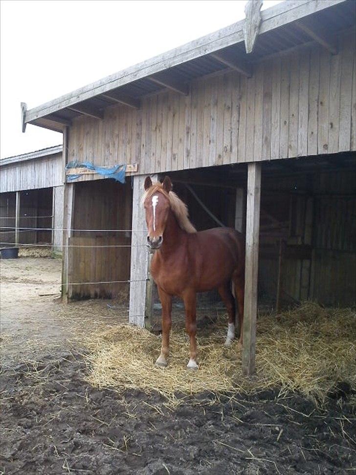 Frederiksborg Bakkegårds Picasso - Hygge i skuret billede 16