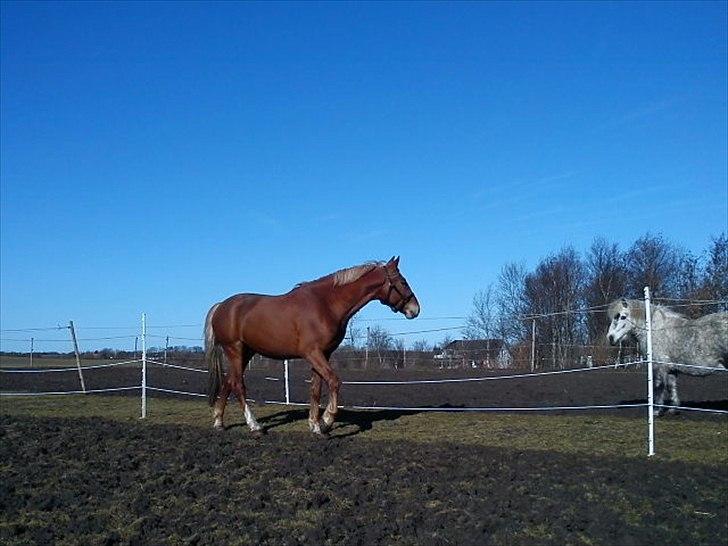 Frederiksborg Bakkegårds Picasso billede 17