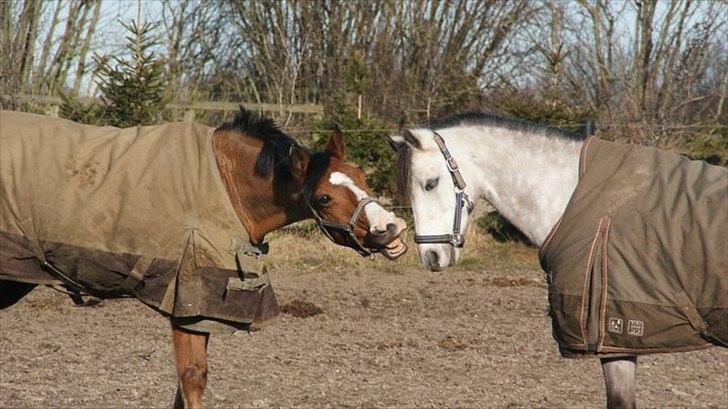 Hollandsk Sportspony Garfield - Søde Garfield. <3 billede 5