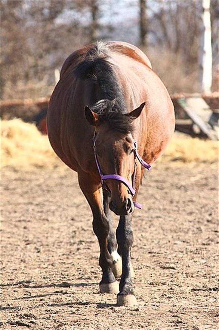 Oldenborg Bøgen's Tina - 22.03.11 billede 6