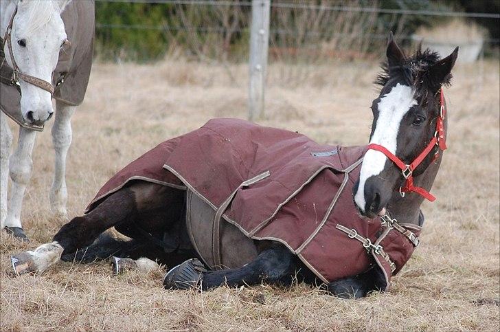 Oldenborg FanFan - Ynding i enhver handling billede 11