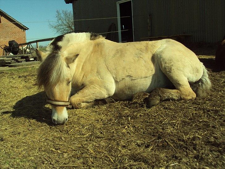 Fjordhest Bonnie (Solgt) billede 4