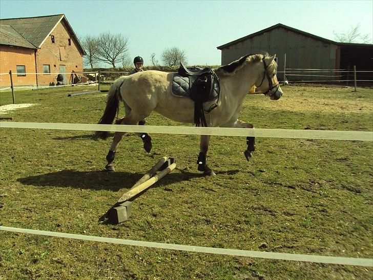 Fjordhest Bonnie (Solgt) billede 13
