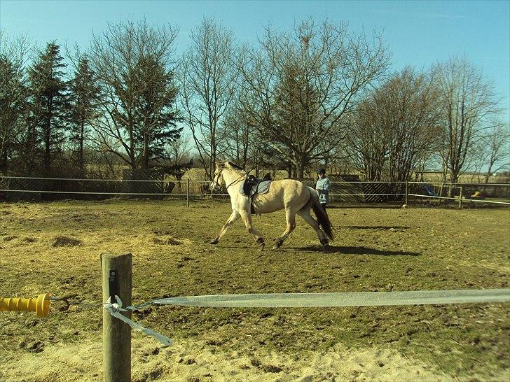 Fjordhest Bonnie (Solgt) billede 12