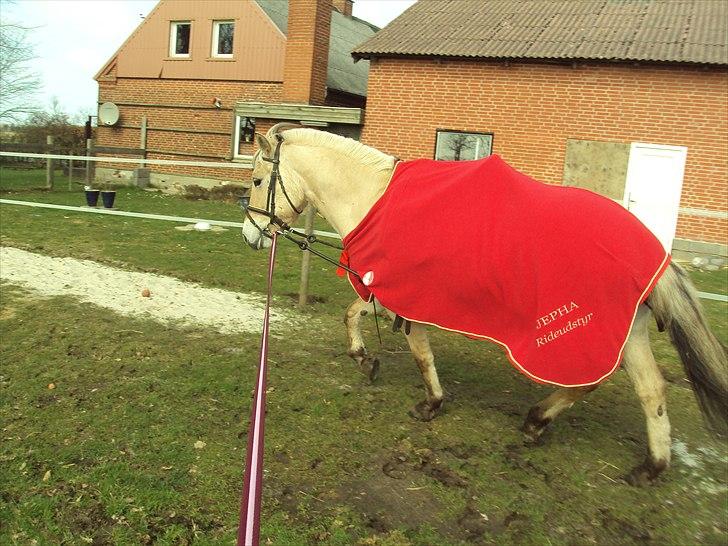 Fjordhest Bonnie (Solgt) billede 11