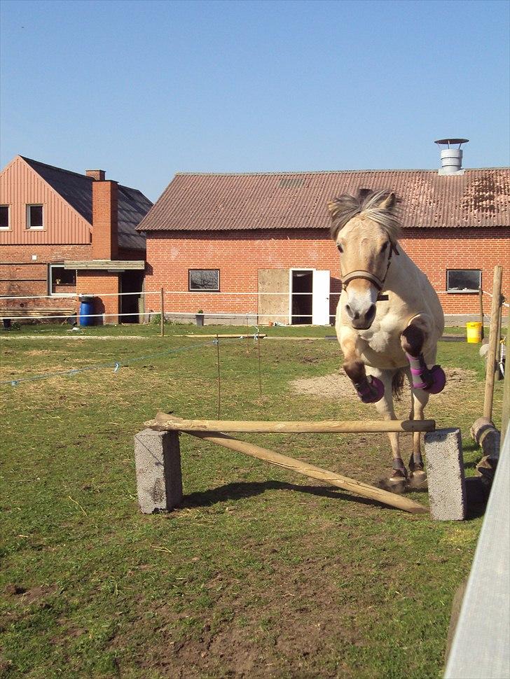 Fjordhest Bonnie (Solgt) billede 15