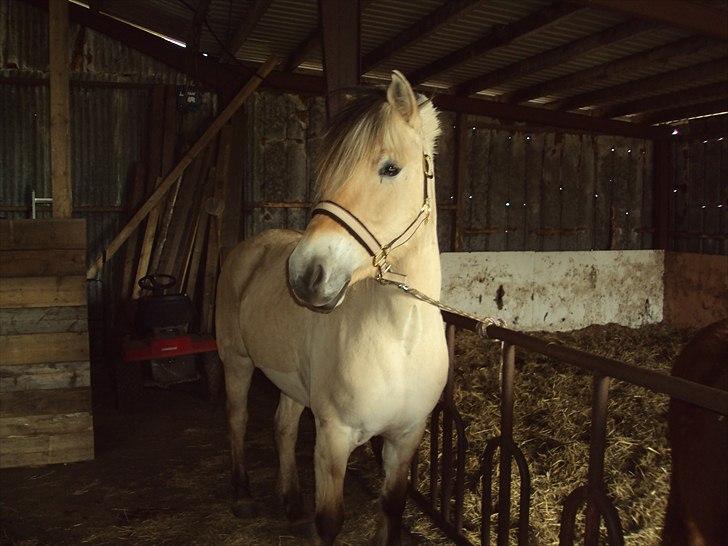 Fjordhest Bonnie (Solgt) billede 8