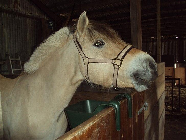 Fjordhest Bonnie (Solgt) billede 7